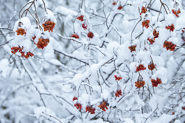 Gemeiner Schneeball (Viburnum opulus)