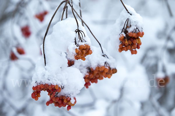 Gemeiner Schneeball (Viburnum opulus)