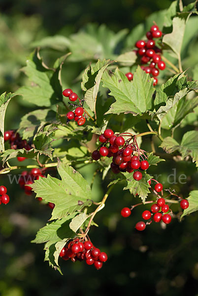 Gemeiner Schneeball (Viburnum opulus)