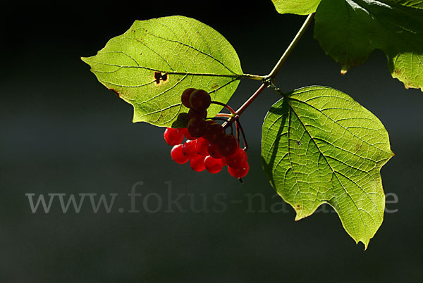 Gemeiner Schneeball (Viburnum opulus)