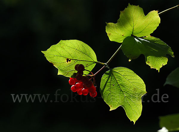 Gemeiner Schneeball (Viburnum opulus)