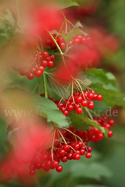 Gemeiner Schneeball (Viburnum opulus)