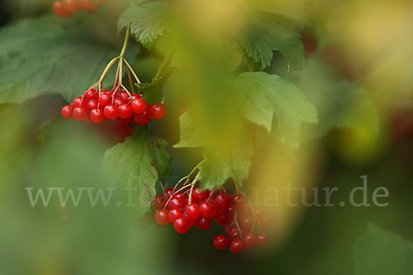 Gemeiner Schneeball (Viburnum opulus)