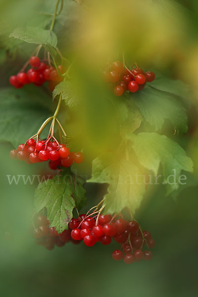 Gemeiner Schneeball (Viburnum opulus)