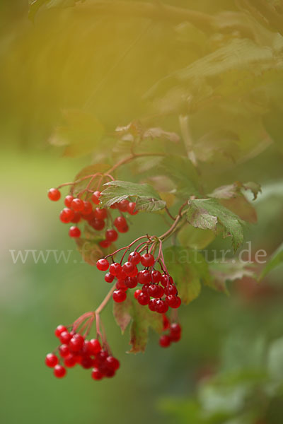 Gemeiner Schneeball (Viburnum opulus)