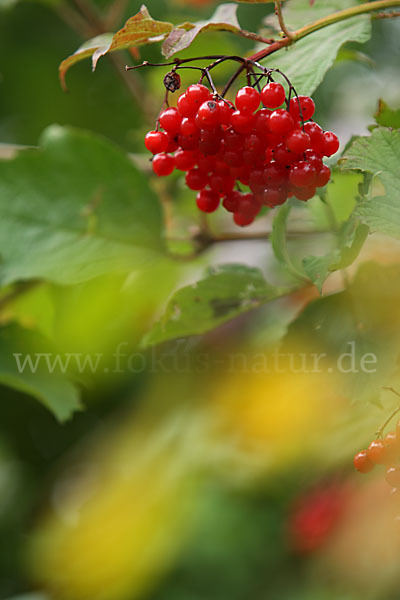 Gemeiner Schneeball (Viburnum opulus)