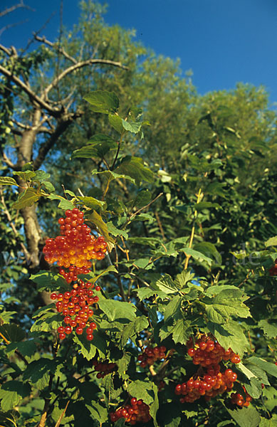 Gemeiner Schneeball (Viburnum opulus)