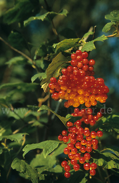 Gemeiner Schneeball (Viburnum opulus)