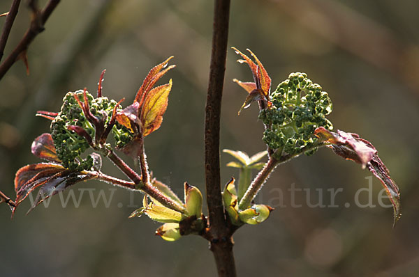 Gemeiner Schneeball (Viburnum opulus)