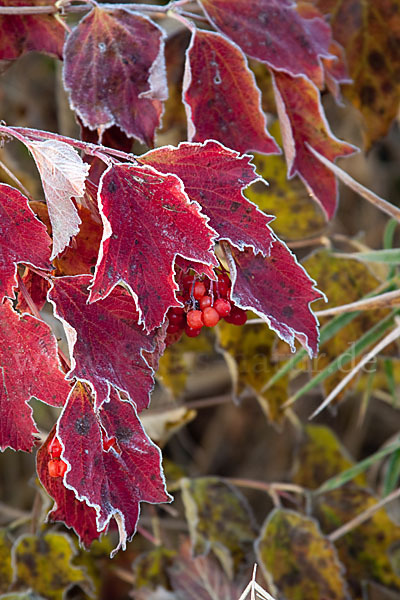 Gemeiner Schneeball (Viburnum opulus)