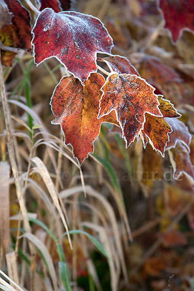 Gemeiner Schneeball (Viburnum opulus)