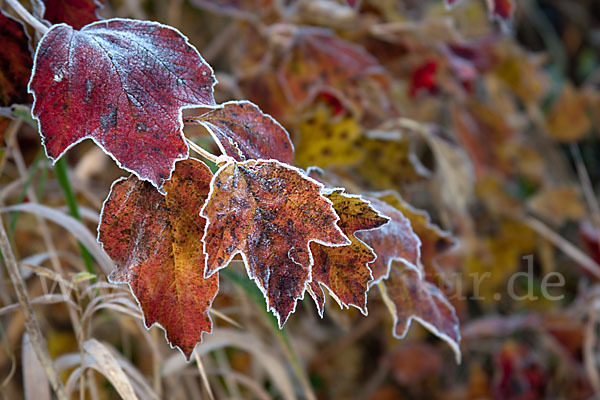 Gemeiner Schneeball (Viburnum opulus)