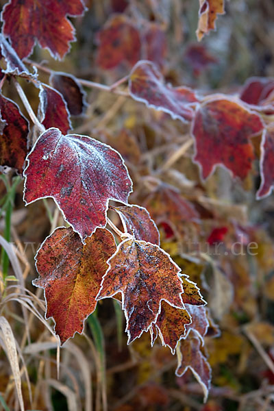 Gemeiner Schneeball (Viburnum opulus)