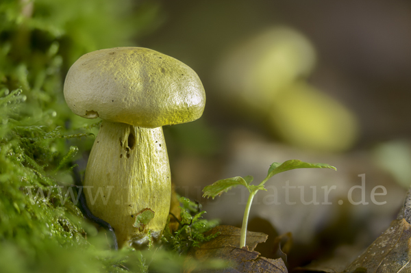 Gemeiner Schwefelritterling (Tricholoma sulphureum)