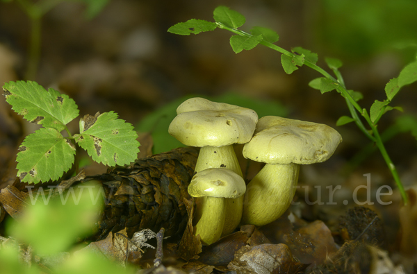 Gemeiner Schwefelritterling (Tricholoma sulphureum)