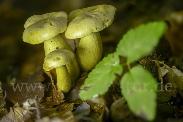 Gemeiner Schwefelritterling (Tricholoma sulphureum)