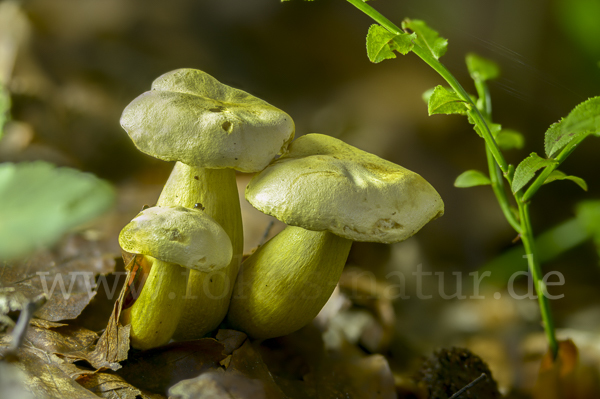 Gemeiner Schwefelritterling (Tricholoma sulphureum)