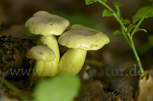 Gemeiner Schwefelritterling (Tricholoma sulphureum)