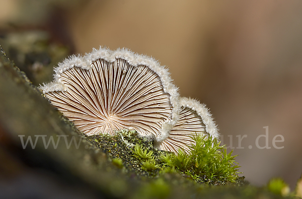 Gemeiner Spaltblättling (Schizophyllum commune)