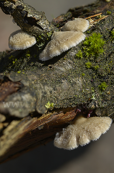 Gemeiner Spaltblättling (Schizophyllum commune)