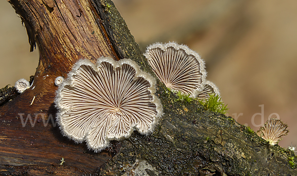 Gemeiner Spaltblättling (Schizophyllum commune)