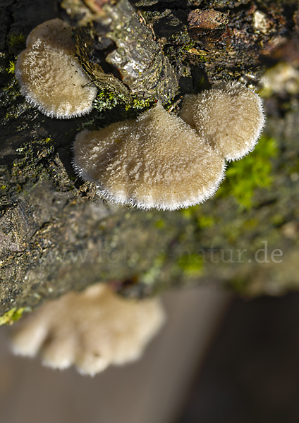 Gemeiner Spaltblättling (Schizophyllum commune)