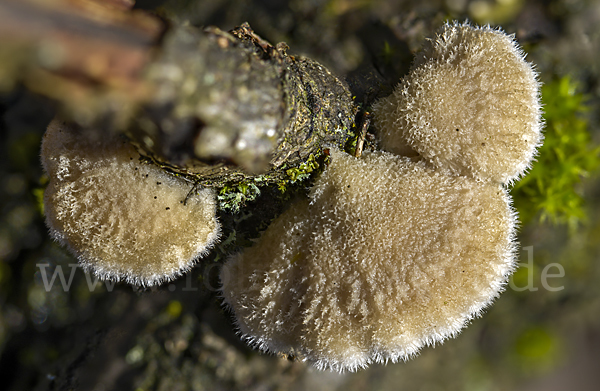 Gemeiner Spaltblättling (Schizophyllum commune)