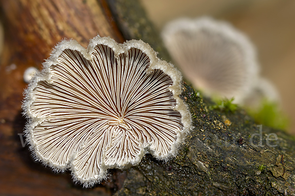 Gemeiner Spaltblättling (Schizophyllum commune)