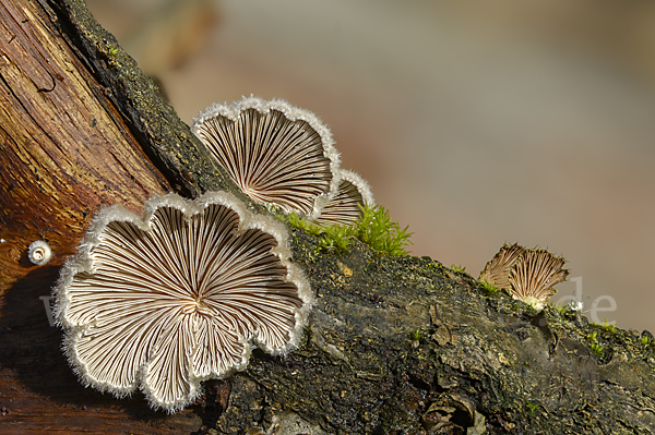 Gemeiner Spaltblättling (Schizophyllum commune)