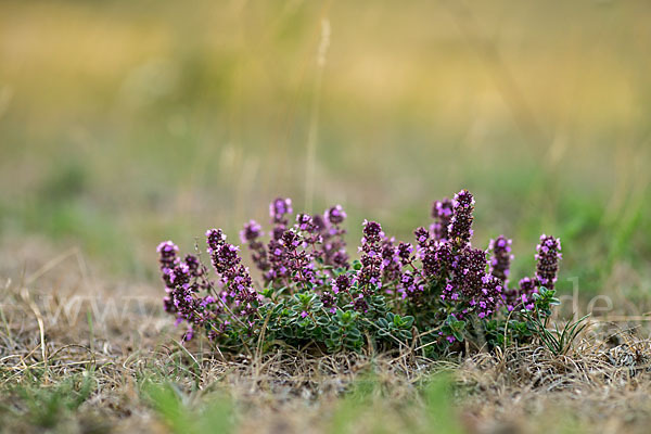 Gemeiner Thymian (Thymus pulegioides)