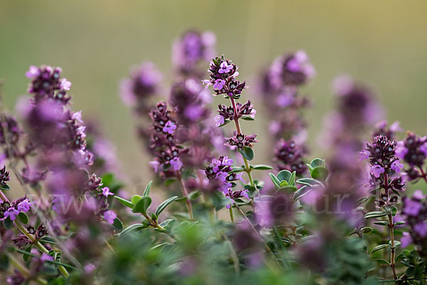 Gemeiner Thymian (Thymus pulegioides)