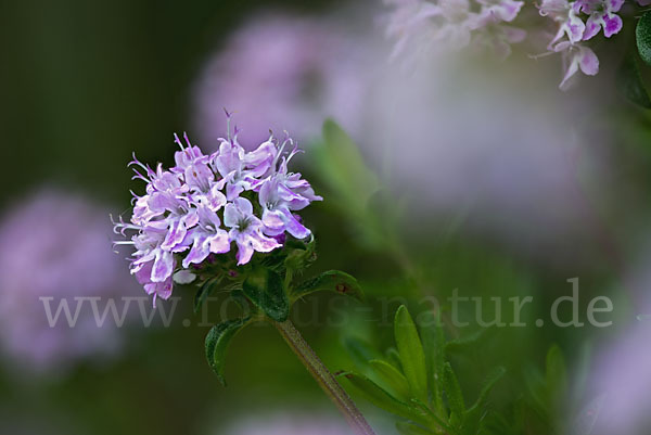 Gemeiner Thymian (Thymus pulegioides)