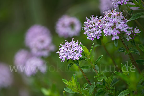 Gemeiner Thymian (Thymus pulegioides)