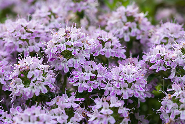 Gemeiner Thymian (Thymus pulegioides)