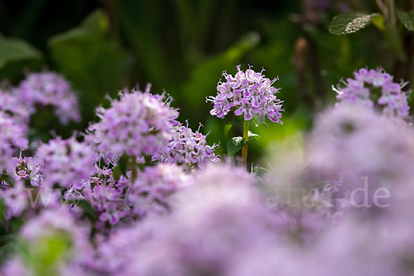 Gemeiner Thymian (Thymus pulegioides)