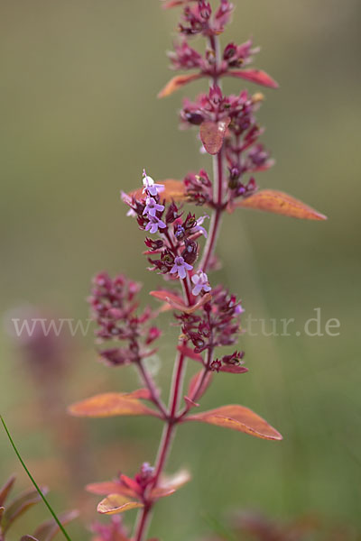 Gemeiner Thymian (Thymus pulegioides)