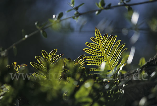 Gemeiner Tüpfelfarn (Polypodium vulgare)