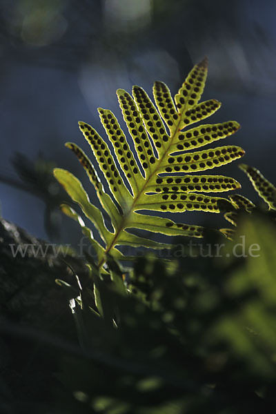 Gemeiner Tüpfelfarn (Polypodium vulgare)