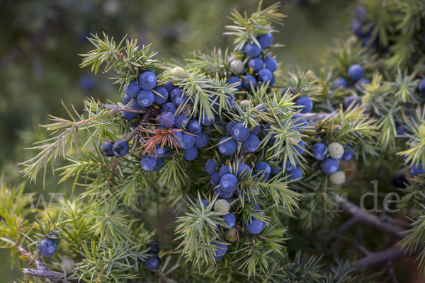 Gemeiner Wacholder (Juniperus communis)