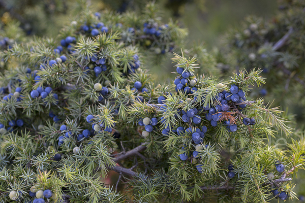 Gemeiner Wacholder (Juniperus communis)