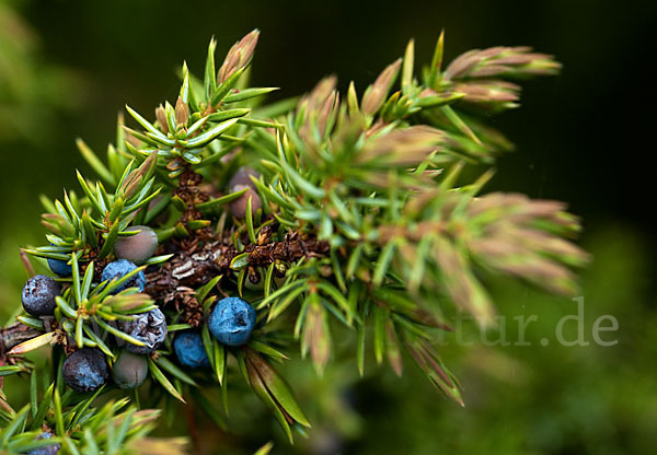 Gemeiner Wacholder (Juniperus communis)