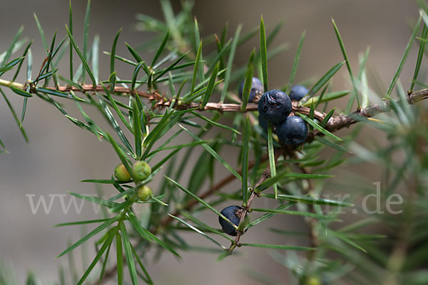 Gemeiner Wacholder (Juniperus communis)