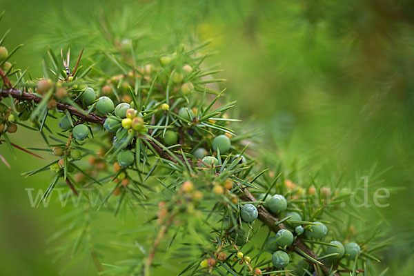 Gemeiner Wacholder (Juniperus communis)