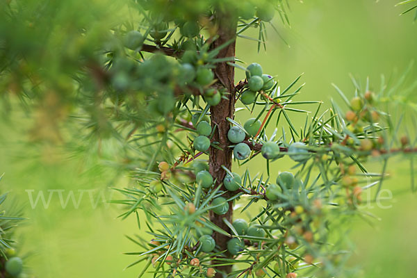 Gemeiner Wacholder (Juniperus communis)