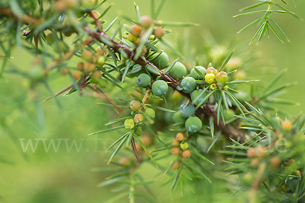 Gemeiner Wacholder (Juniperus communis)