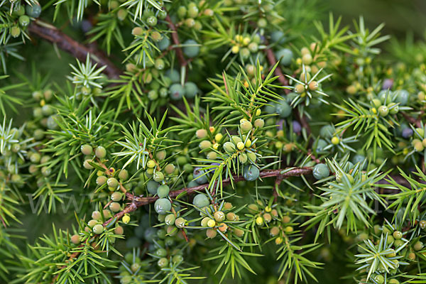 Gemeiner Wacholder (Juniperus communis)