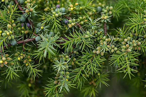 Gemeiner Wacholder (Juniperus communis)