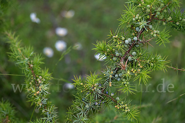 Gemeiner Wacholder (Juniperus communis)