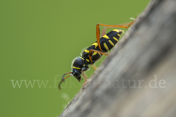 Gemeiner Widderbock (Clytus arietis)