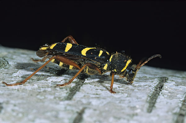 Gemeiner Widderbock (Clytus arietis)